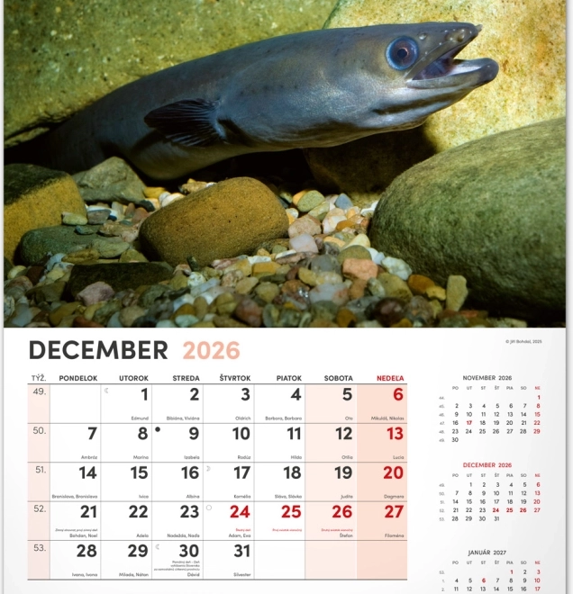 Muurkalender Vissen 2026