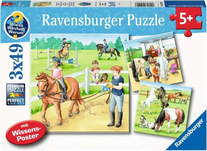 Ravensburger puzzle A Day with Horses 3×49 pieces