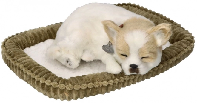 Snoring Chihuahua Puppy