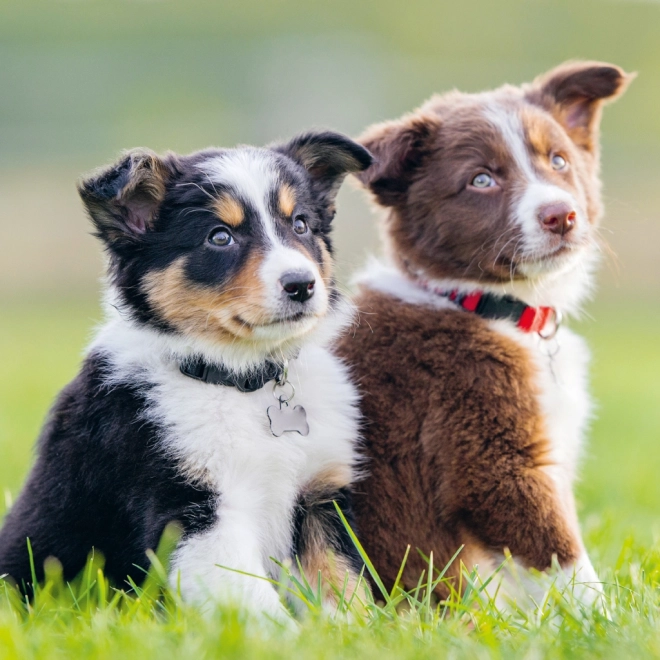 Notitiekalender Puppies 2025, 30 × 30 cm