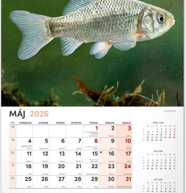 Muurkalender Vissen 2026