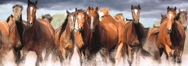 Puzzle panoramique Chevaux dans l’eau 150 pièces