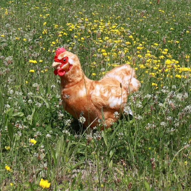 Plush Hen with Egg Eco-Friendly