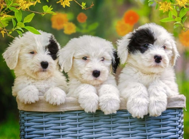 RAVENSBURGER Puzzel Schattige Puppy’s XXL 200 stukjes