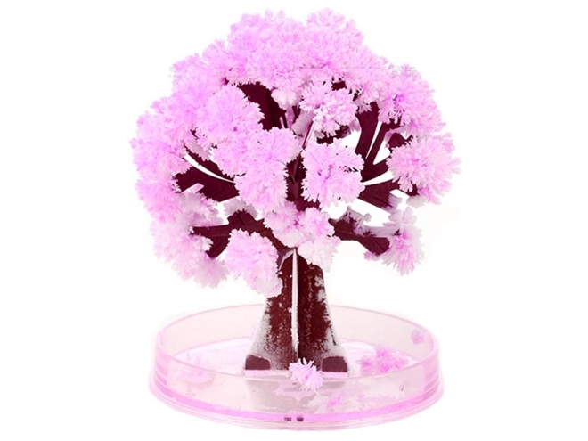 Magische Sakura Boom
