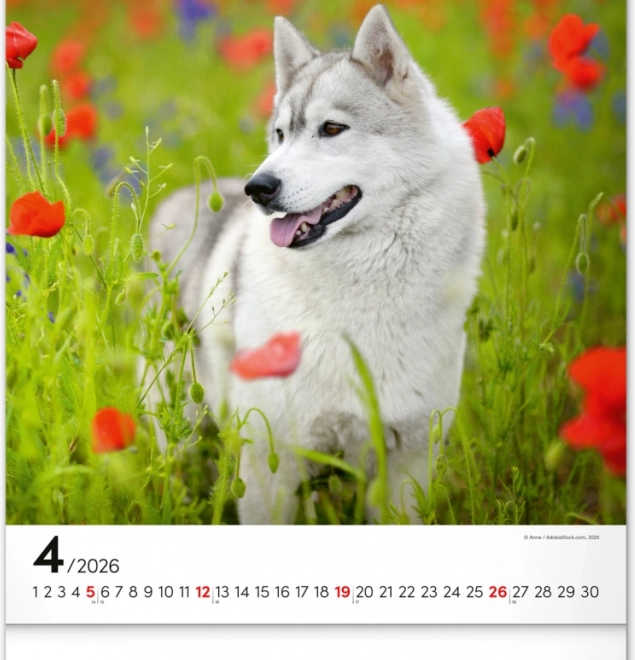 Calendrier mural Chiens 2026