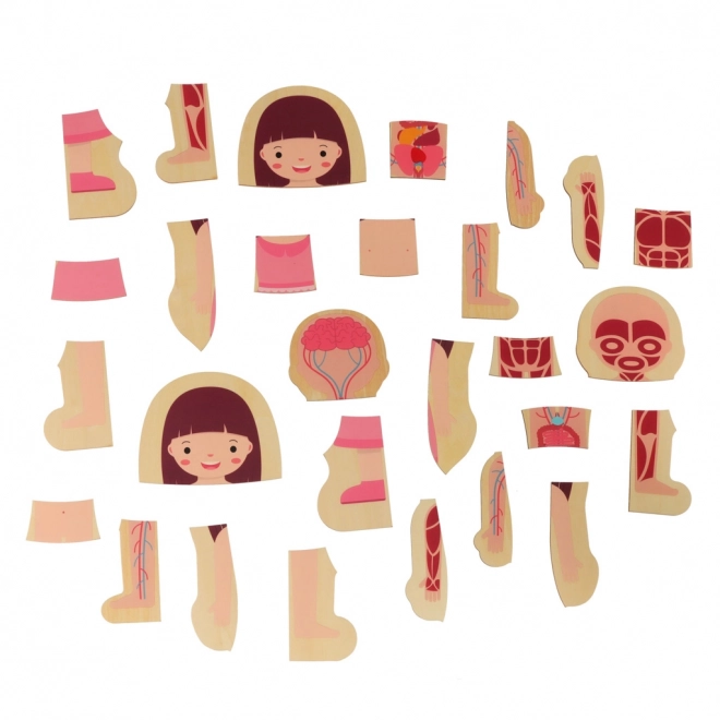 Educational Wooden Body Construction Puzzle Montessori for Girls