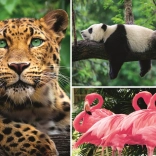 Puzzle animaux – collage 1000 pièces EKO