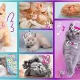 Puzzle 60 pièces – adorables chatons TREFL