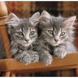 Puzzle Clementoni avec chatons, 500 pièces