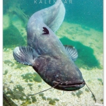 Muurkalender Vissen 2026