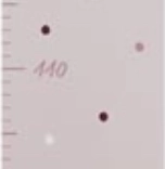 Toise murale en bois faon GOKI