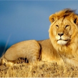 Diamond Painting Lion's Majesty 30x40 cm