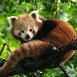 Ravensburger puzzel Panda 500 stukjes