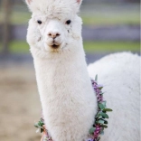 puzzle Ravensburger alpaga 200 pièces