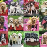 Ravensburger puzzel puppy’s 500 stukjes