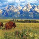 Puzzle wunderschöner Grand-Teton-Nationalpark 1000 Teile