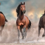 Puzzle 1000 Pièces Compact Panorama Chevaux