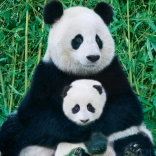 Puzzle EUROGRAPHICS Panda met jong 1000 stukjes