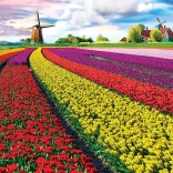 EUROGRAPHICS Puzzle Tulpenfeld – 1000 Teile