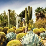 Puzzle 1000 pieces – Huntington Desert Garden, USA