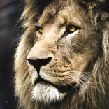 Puzzle 1500 pièces – portrait de lion