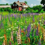 Puzzel 500 stukjes Zweedse Weide