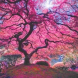 Puzzel Roze boom 1000 stukjes