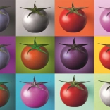 Puzzel Pop Art tomaten 1000 stukjes