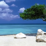 Panoramische puzzel Divi Divi-boom op Aruba 1000 stukjes HEYE