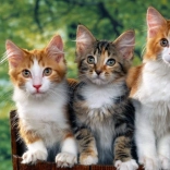 Norimpex Diamantschilderen Katten 30x40 cm