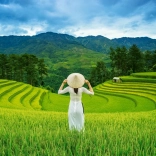 Puzzel 1000 stukjes Rijstvelden in VIETNAM