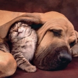 Puzzel Clementoni 500 stukjes Knuffels