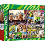 Puzzle 4×250 pièces Animaux joyeux