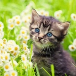 Ravensburger puzzel kitten in de weide 500 stukjes