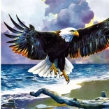 Norimpex Diamond Painting – Eagle 30 × 40 cm