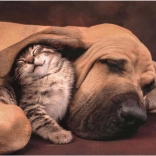 Puzzle Câlins 500 pièces