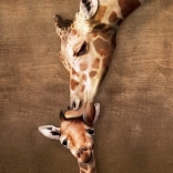 Eurographics Puzzle Kuss der Giraffe 1000 Teile