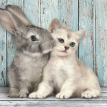 puzzle 500 pièces compact chat et lapin