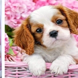 Diamond painting puppy in a pink basket 30 × 40 cm