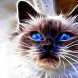 Diamond painting Kattenmagie 30 × 40 cm