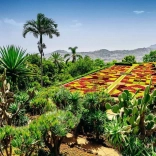 Puzzel 1000 stukjes botanische tuin Madeira Portugal RAVENSBURGER