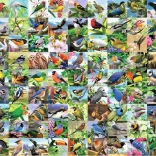 Puzzel 2D groot formaat – 99 betoverende vogels, 300 stukjes
