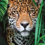 Puzzle 500 pièces jaguar dans la jungle CLEMENTONI