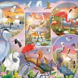 Puzzle Bezaubernde Wasservögel 1000 Teile