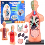 Educatief model van het menselijk lichaam met uitneembare organen, mini 15 cm