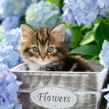 Puzzel RAVENSBURGER Klein katje XXL 300 stukjes