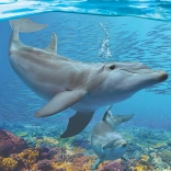 Eurographics Puzzel Dolfijnen XL 250 stukjes