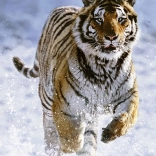 Ravensburger puzzle Tiger in Winter 500 pieces