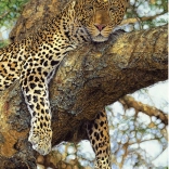 Puzzel Luipaard 1000 stukjes